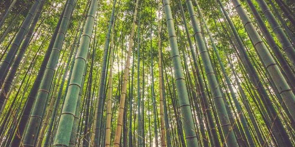 Women's Bamboo Clothing – Spun Bamboo